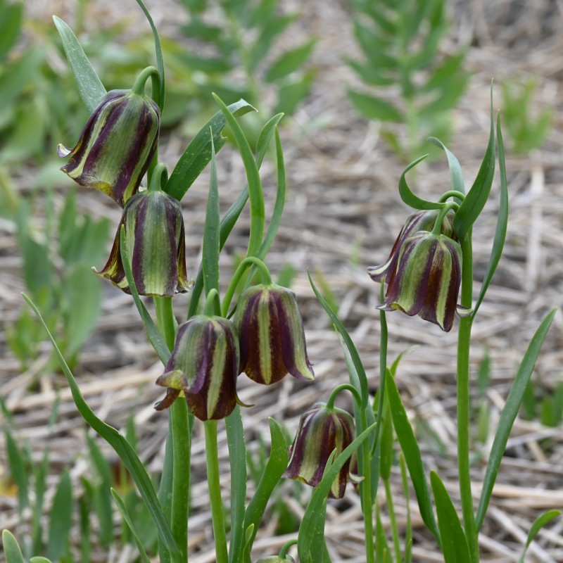 Fritillaria olivieri