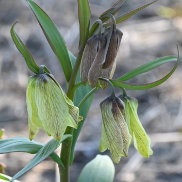 Fritillaria pallidiflora