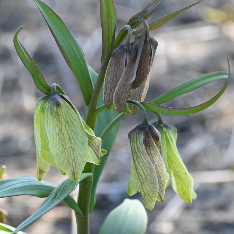 Fritillaria pallidiflora