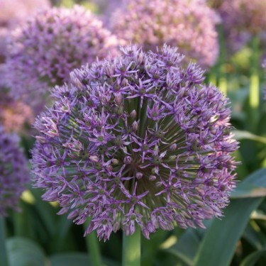 Allium x 'Globus'
