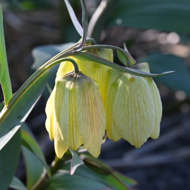 Fritillaria pallidiflora