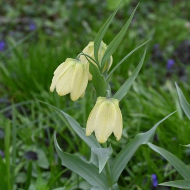 Fritillaria pallidiflora