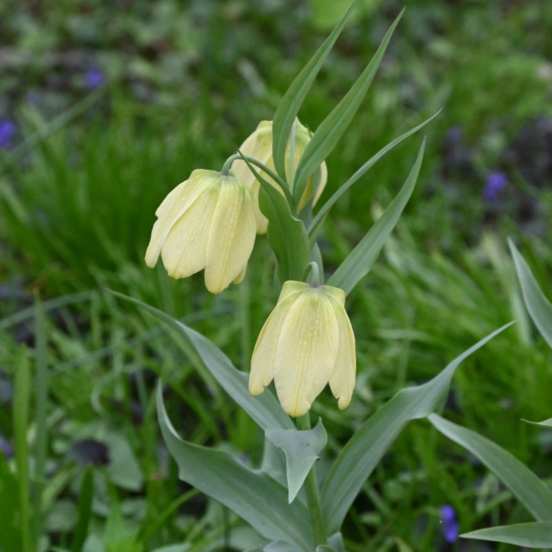 Fritillaria pallidiflora