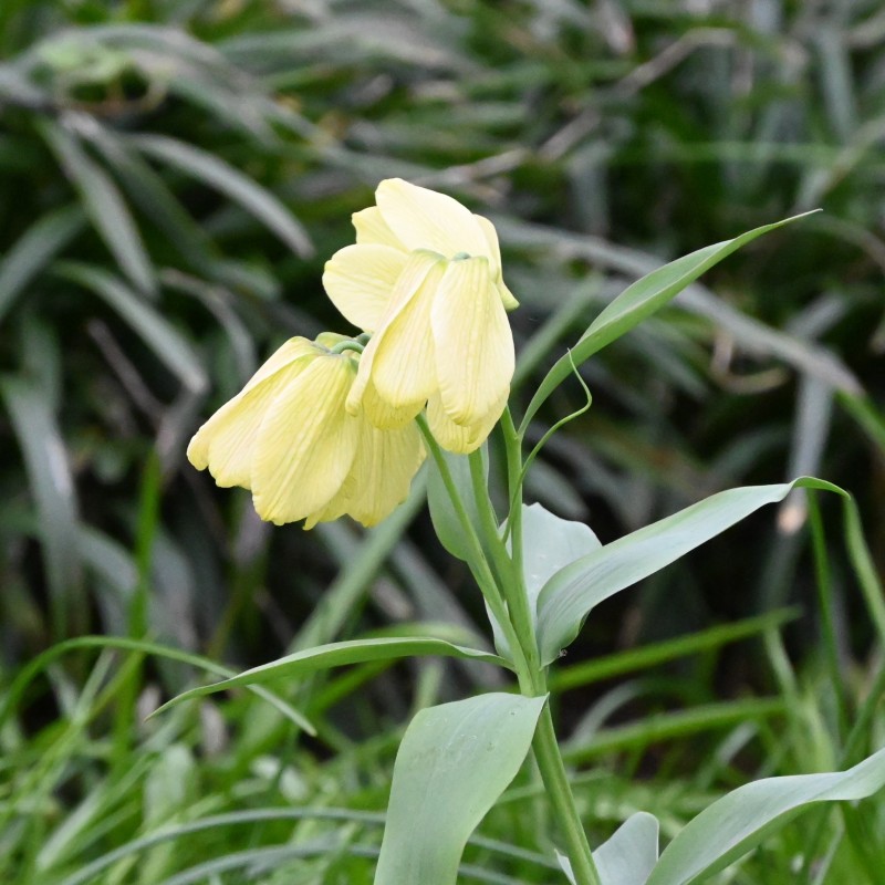 Fritillaria pallidiflora