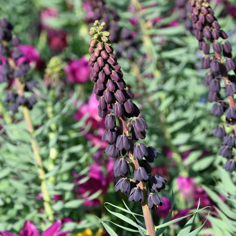 Fritillaria persica