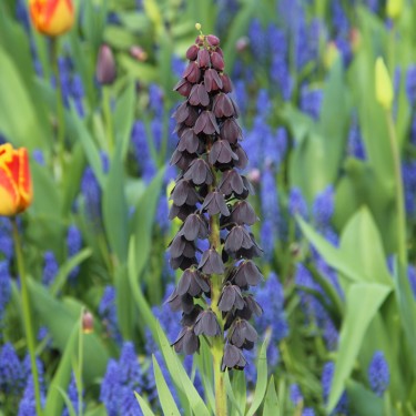 Fritillaria persica