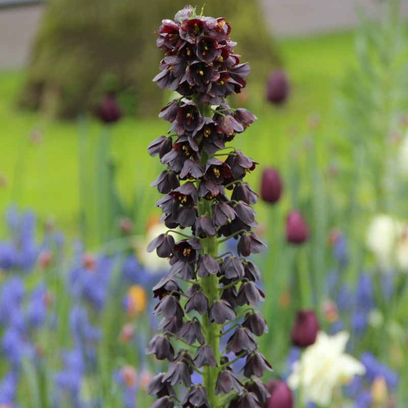 Fritillaria persica