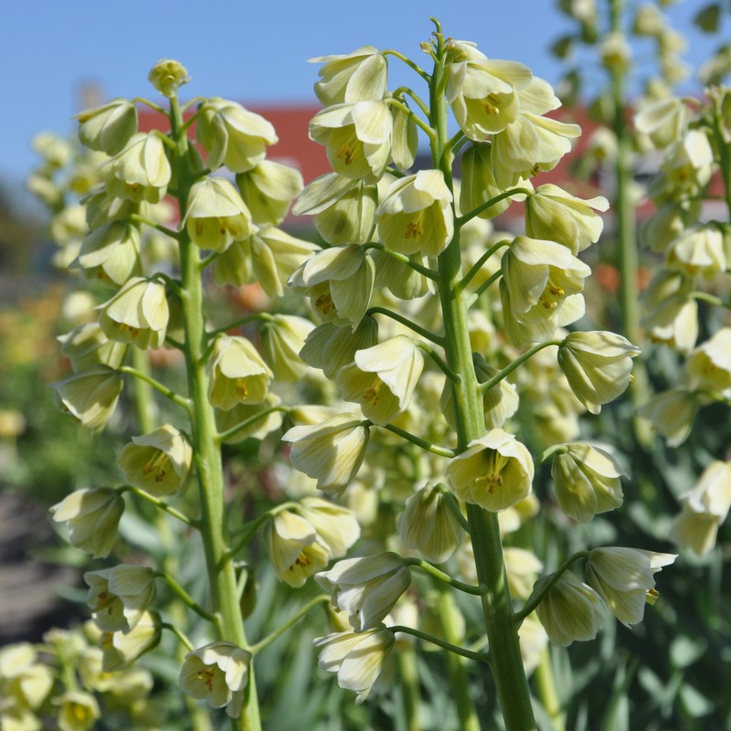 Fritillaria persica 'Ivory Bells'