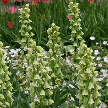 Fritillaria persica 'Ivory Bells'