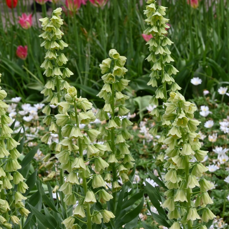 Fritillaria persica 'Ivory Bells'