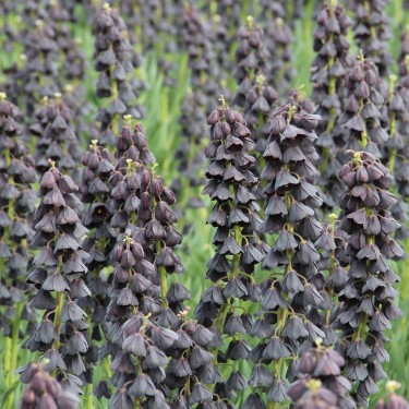 Fritillaria persica 'Twin Towers Tribute'