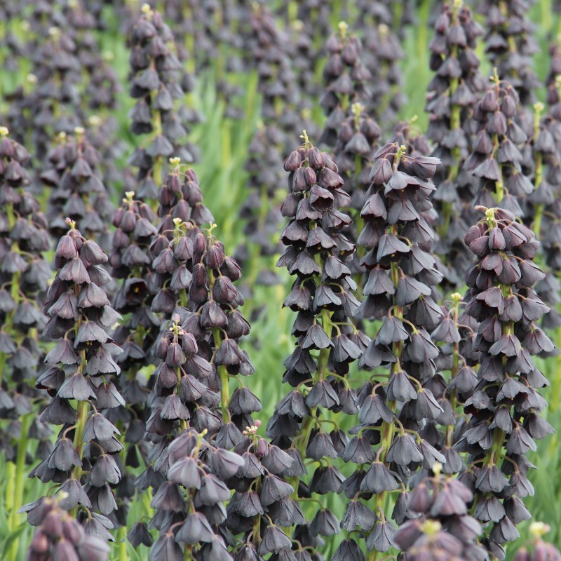 Fritillaria persica 'Twin Towers Tribute'