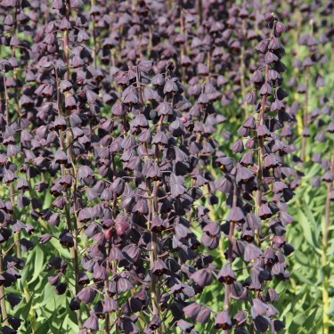 Fritillaria persica 'Twin Towers Tribute'