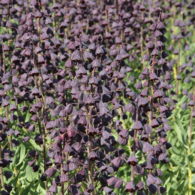 Fritillaria persica 'Twin Towers Tribute'