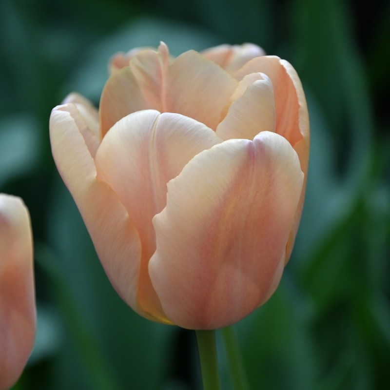 Tulipa 'Apricot Fox'