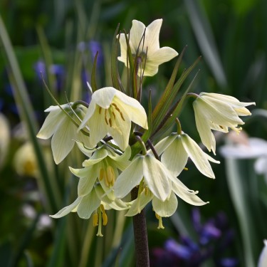 Fritillaria raddeana
