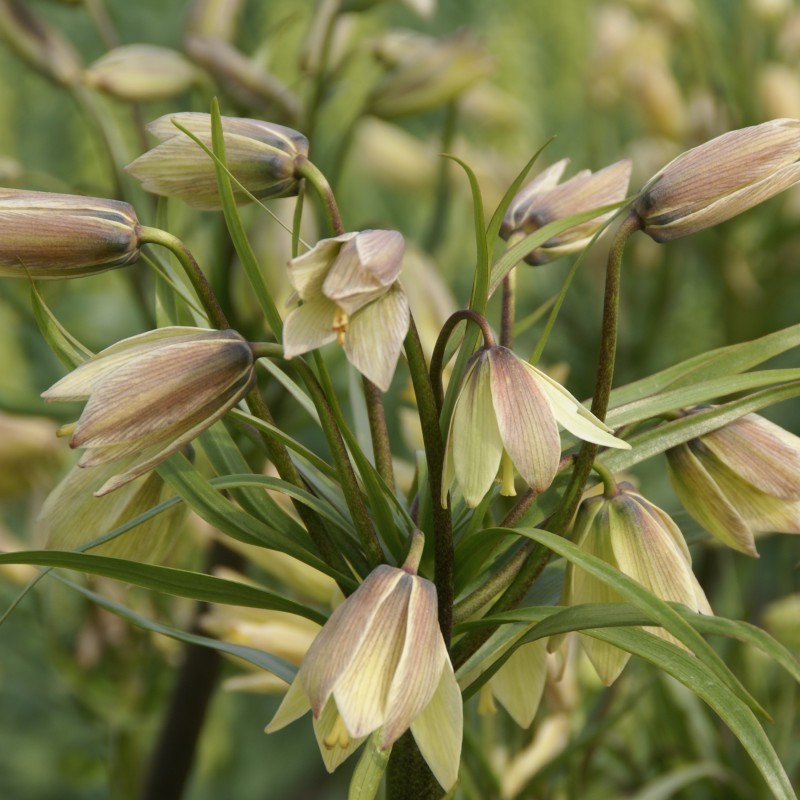 Fritillaria raddeana
