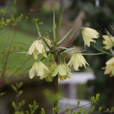 Fritillaria raddeana