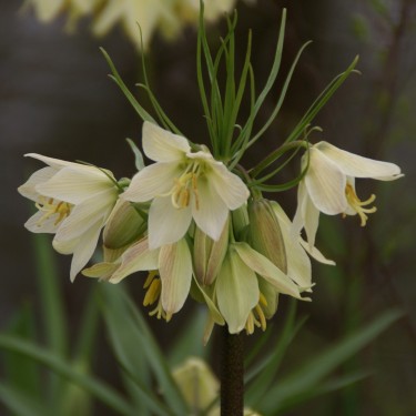 Fritillaria raddeana