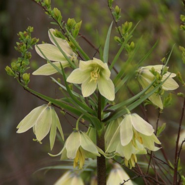 Fritillaria raddeana