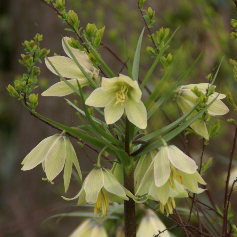 Fritillaria raddeana