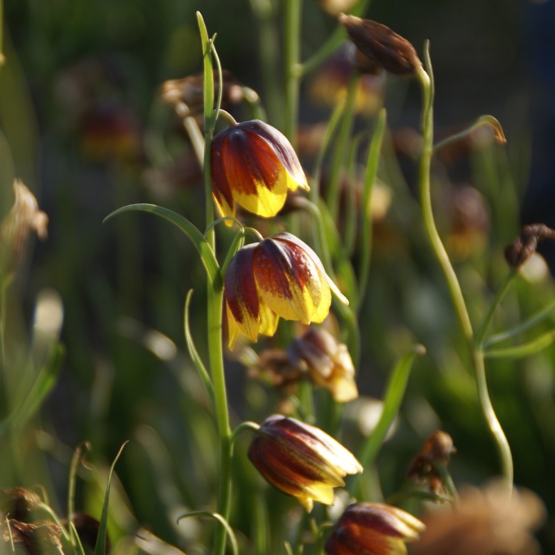 Fritillaria reuteri