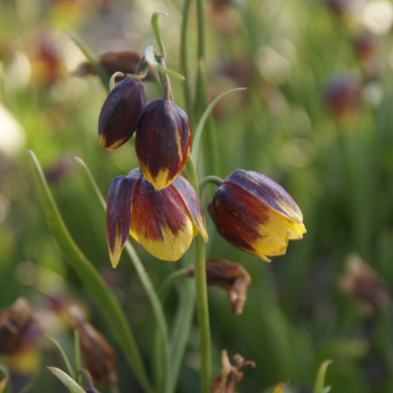 Fritillaria reuteri