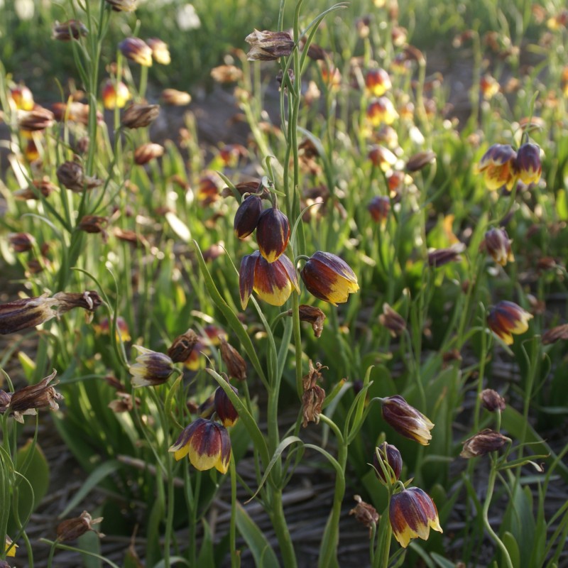 Fritillaria reuteri