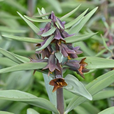 Fritillaria sewerzowii 