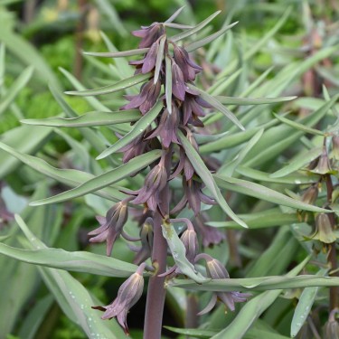 Fritillaria sewerzowii 