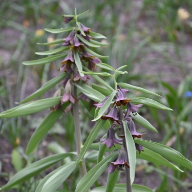 Fritillaria sewerzowii 