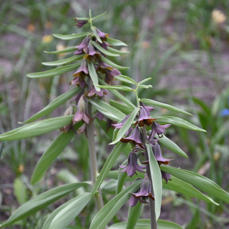 Fritillaria sewerzowii 