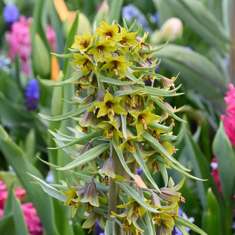 Fritillaria sewerzowii 