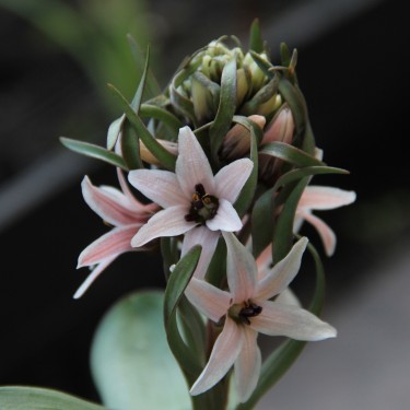 Fritillaria stenanthera