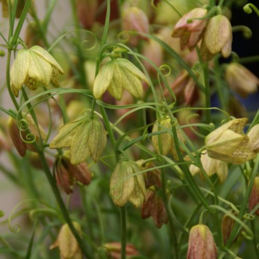 Fritillaria thunbergii