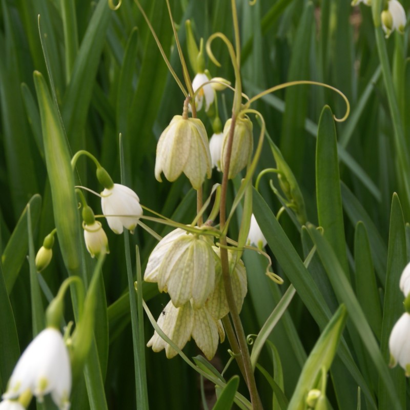 Fritillaria thunbergii