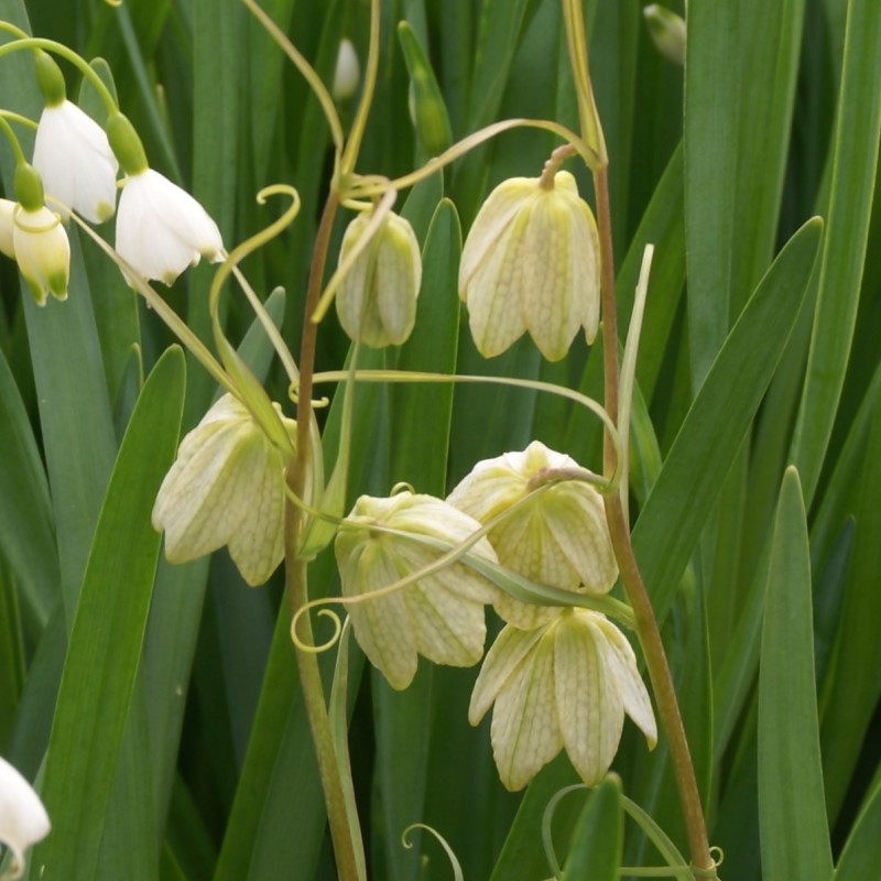 Fritillaria thunbergii