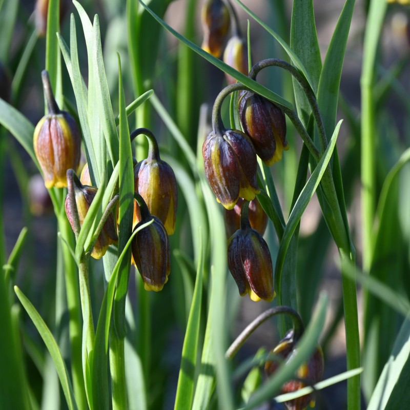 Fritillaria uva-vulpis