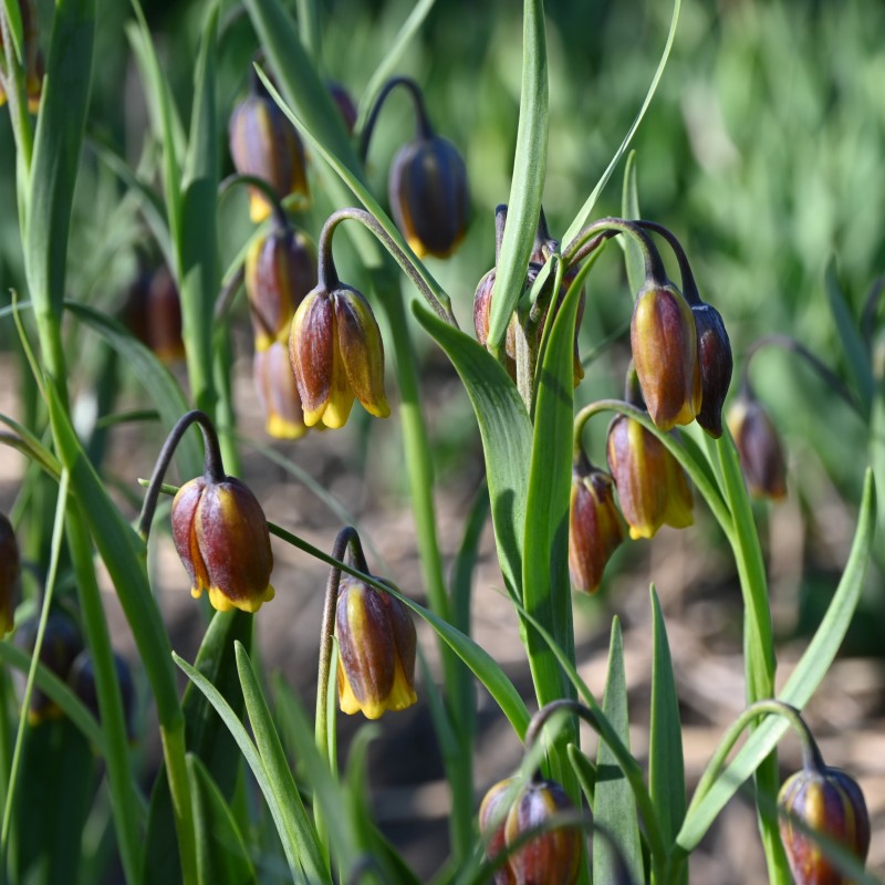 Fritillaria uva-vulpis