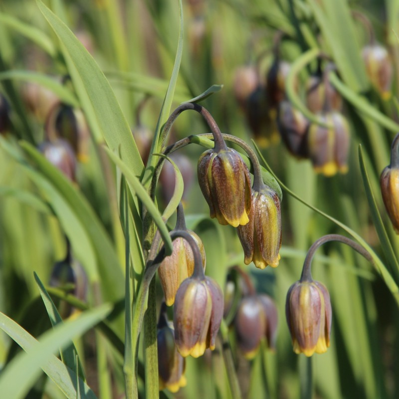 Fritillaria uva-vulpis