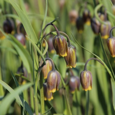 Fritillaria uva-vulpis