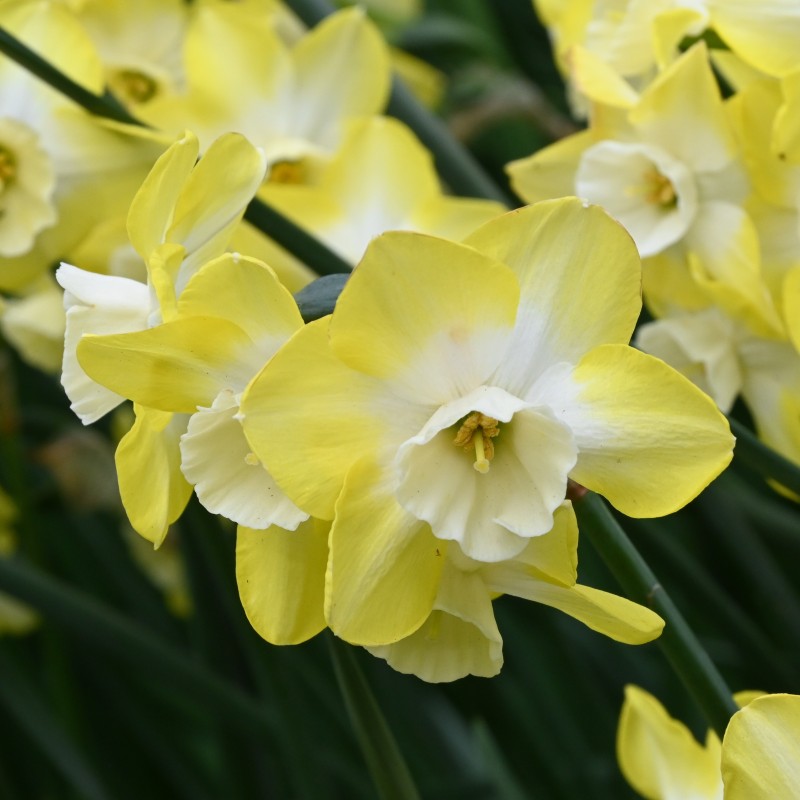 Narcissus 'Regeneration' Narcissus 'Regeneration'
