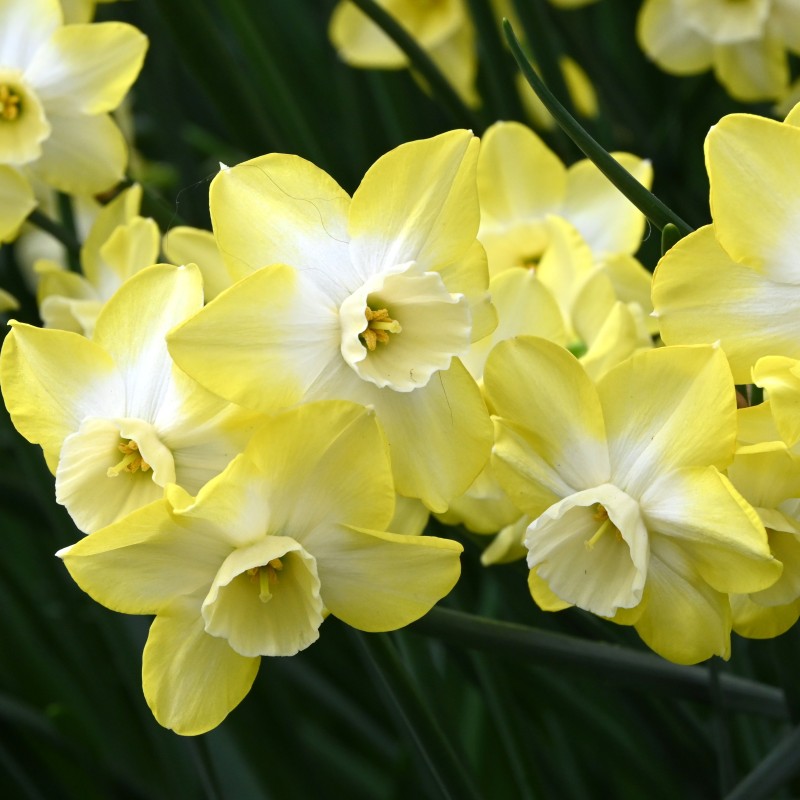 Narcissus 'Regeneration' Narcissus 'Regeneration'