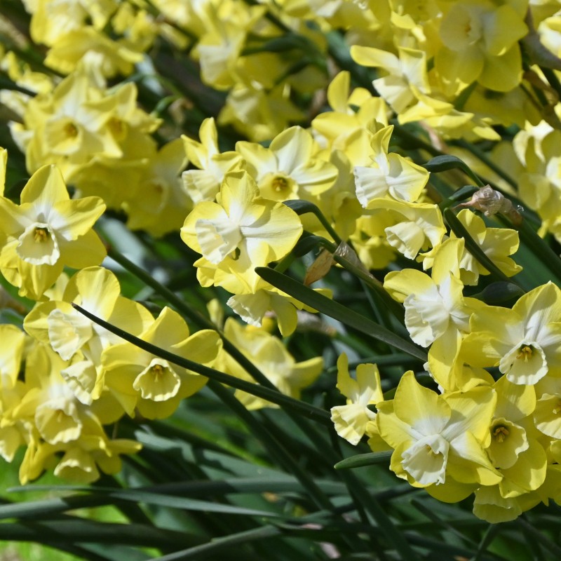 Narcissus 'Regeneration' Narcissus 'Regeneration'