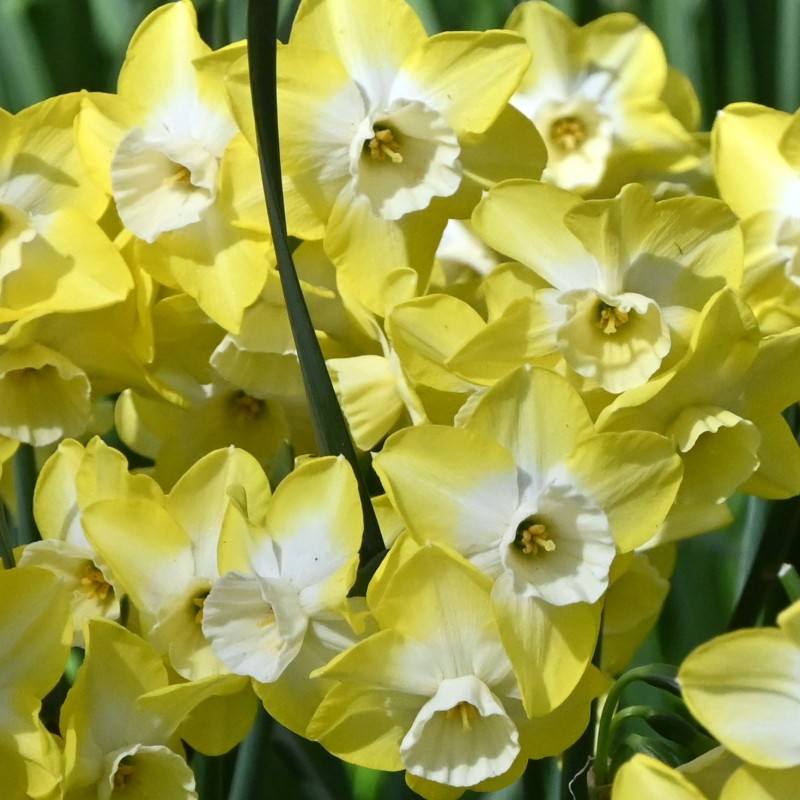 Narcissus 'Regeneration' Narcissus 'Regeneration'