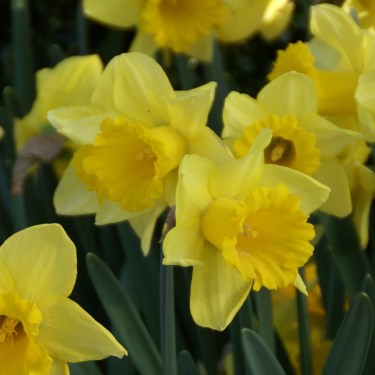 Narcissus 'Rijnveld's Early Sensation'