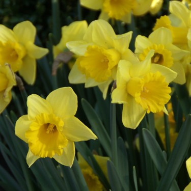 Narcissus 'Rijnveld's Early Sensation'