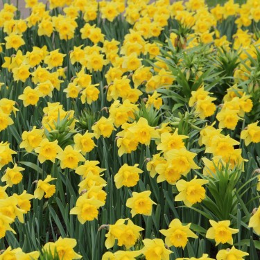 Narcissus 'Rijnveld's Early Sensation'