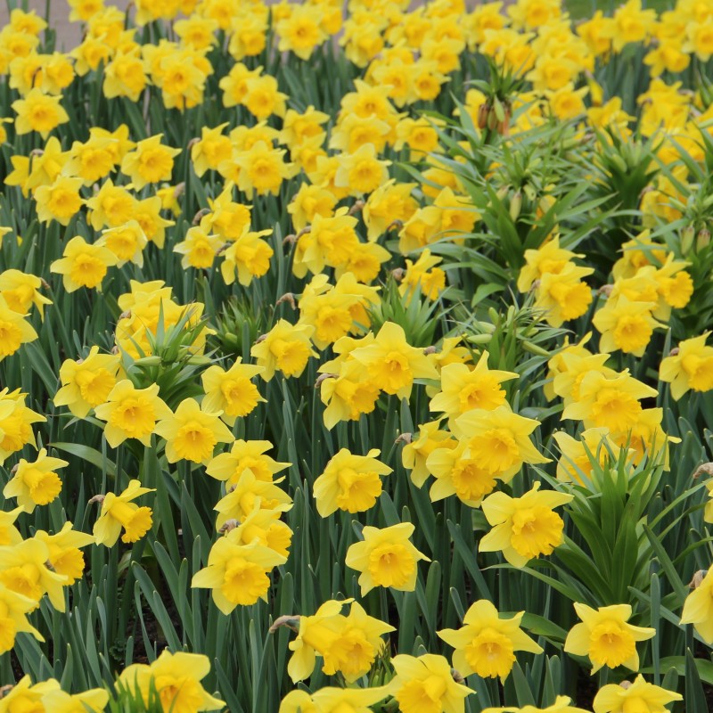 Narcissus 'Rijnveld's Early Sensation'
