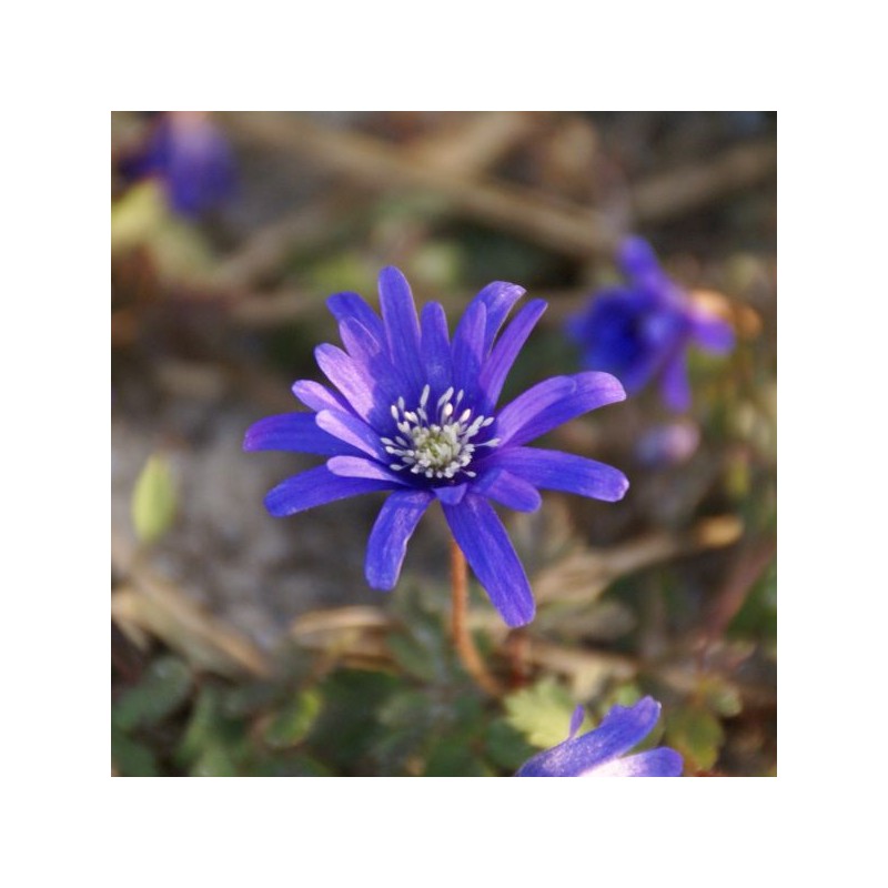 Anemone apennina 'Petrovac'